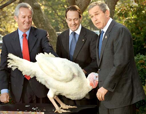 it's a bush turkey